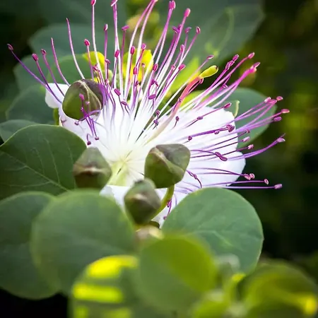 Kucuncy Luxury - Centro Storico Di - 2 Camere, 2 Bagni ليباري