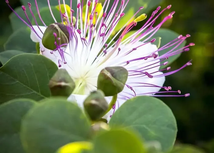 Kucuncy Luxury - Centro Storico Di - 2 Camere, 2 Bagni Città di Lipari